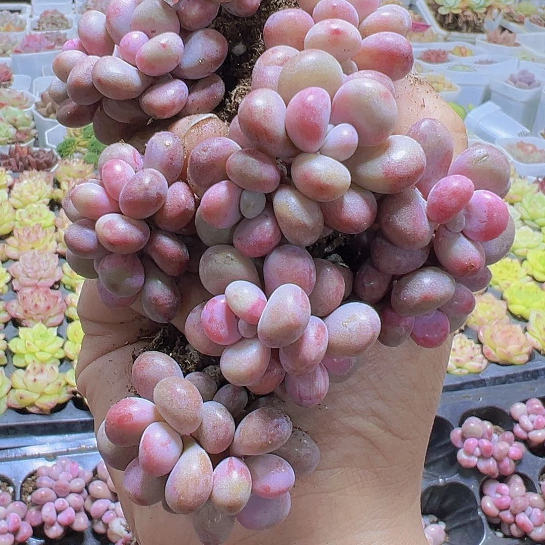 双头糖果桃蛋11个19包邮