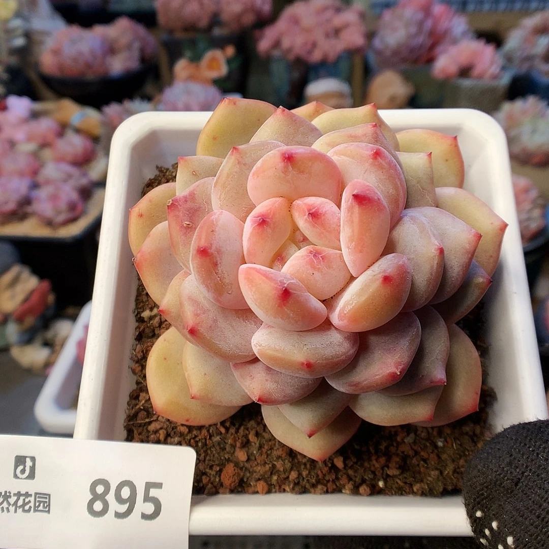 895星影666666多肉