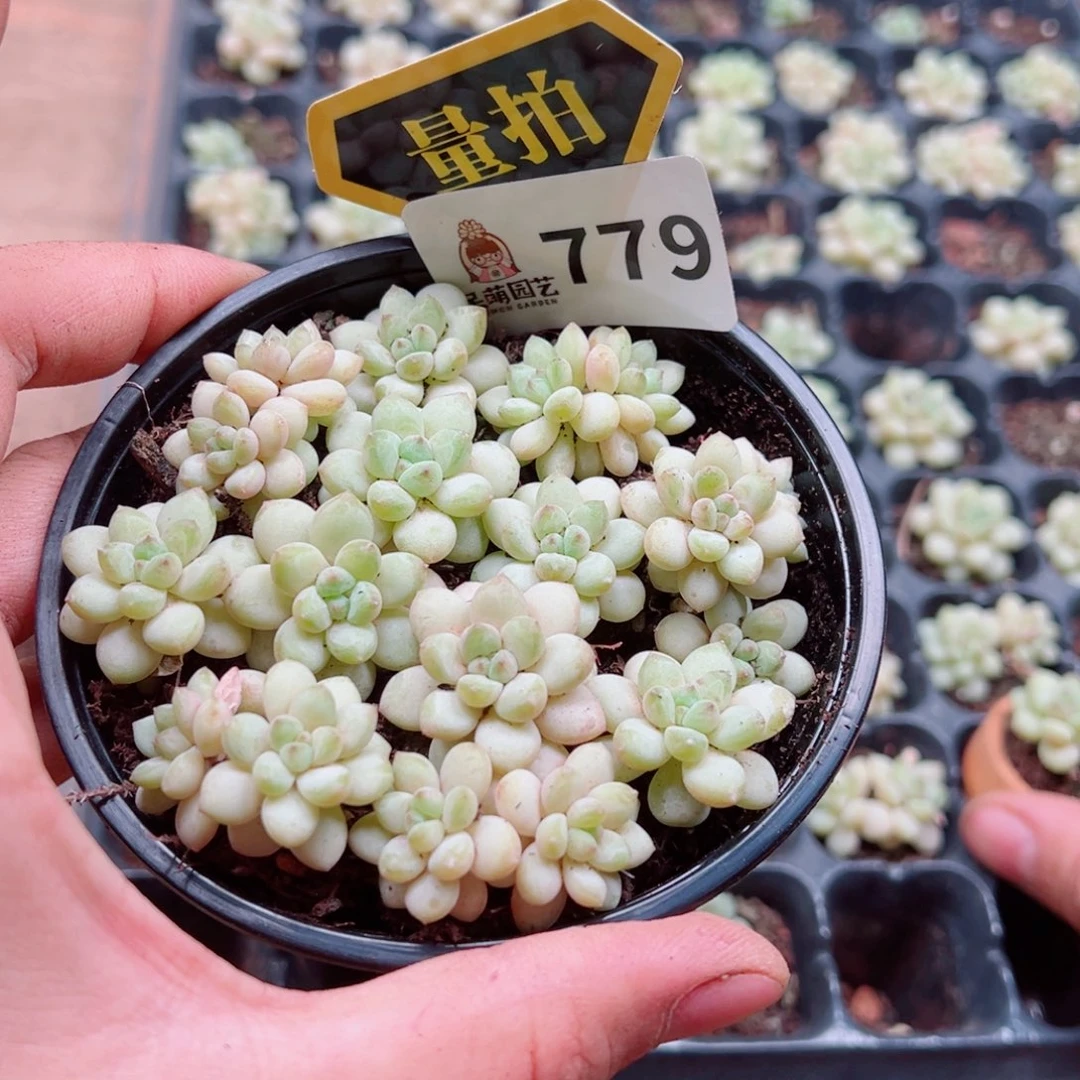 多肉植物多肉植物