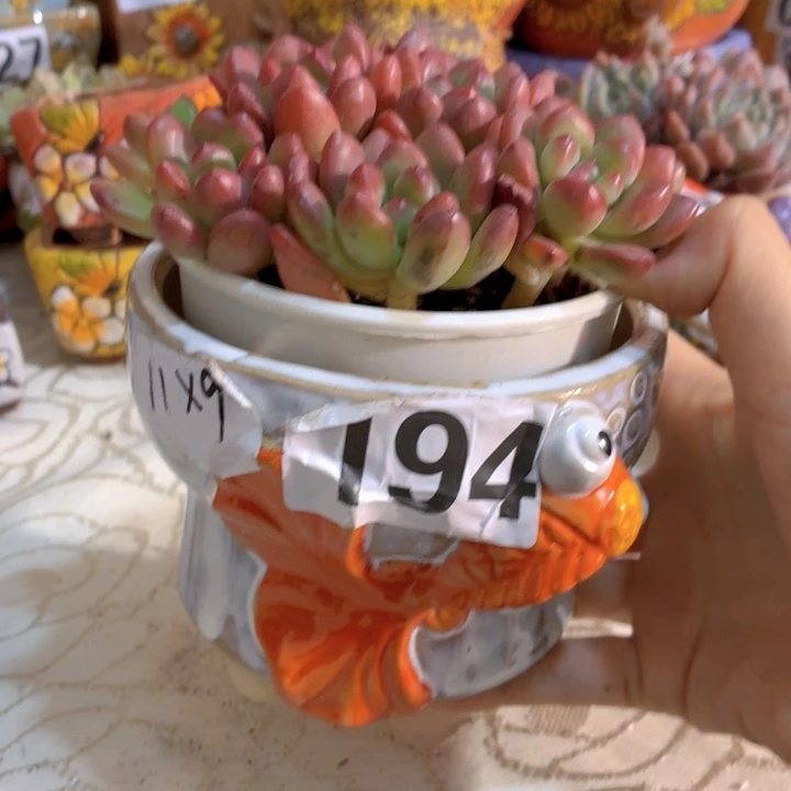 多肉花盆满15包邮