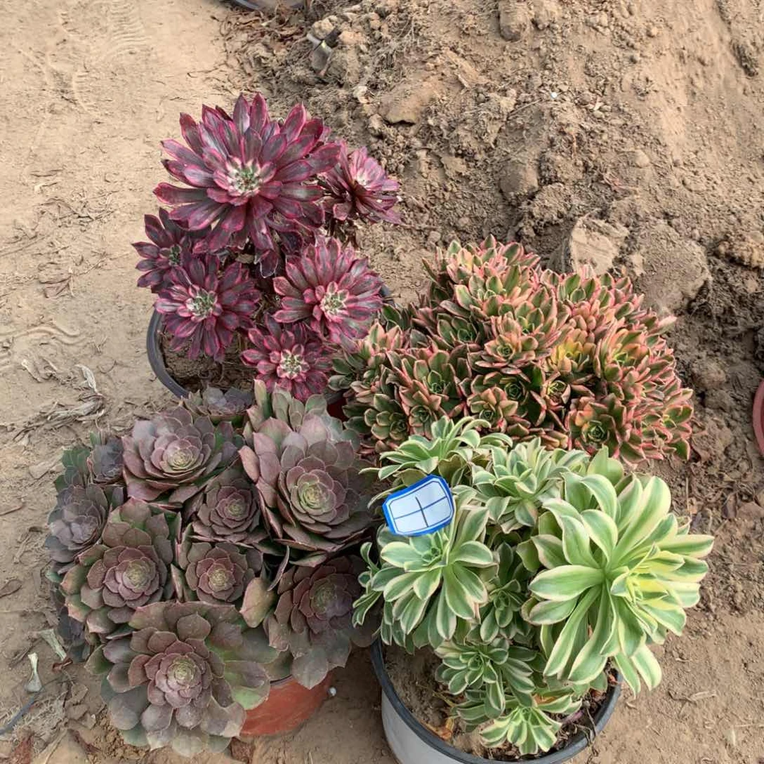 多肉法师植物老桩