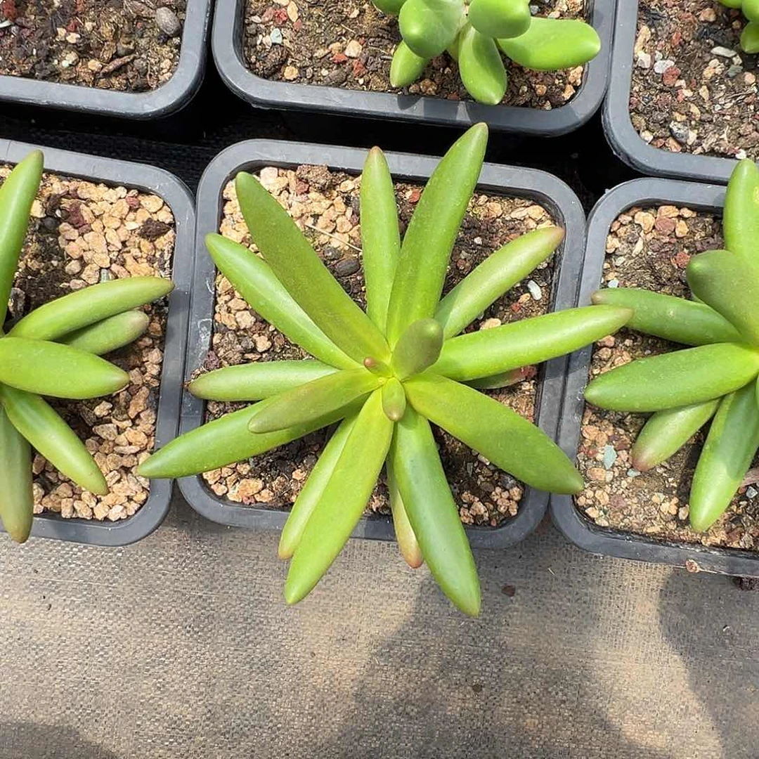 ?****?椰子树单头一个