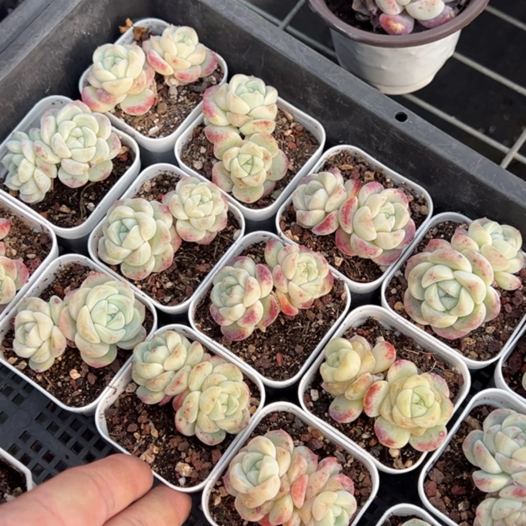 厚梦双头到手1颗量拍多肉满20元包邮下午发货