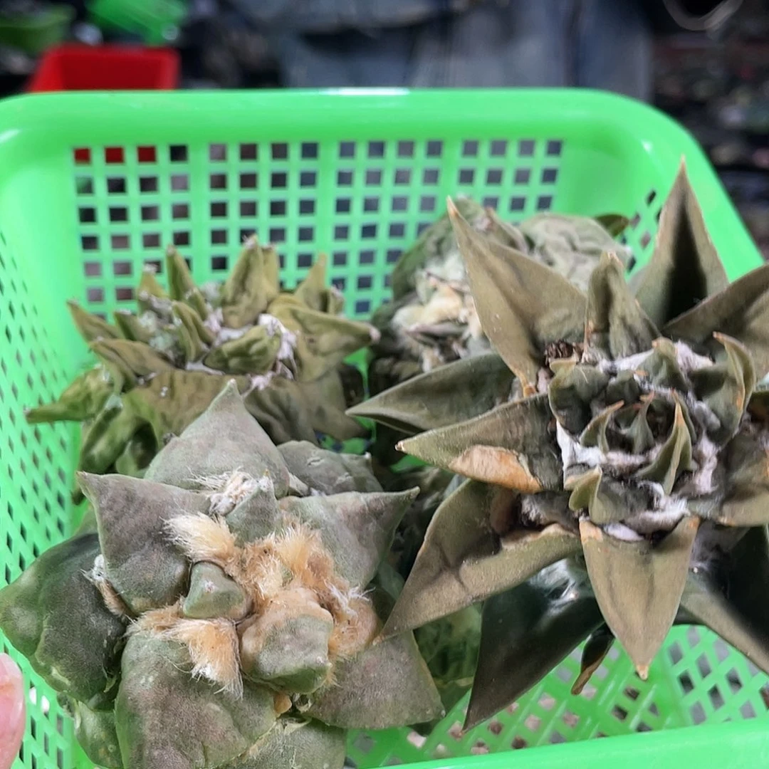 22号筐拍酸菜牡丹无根1筐