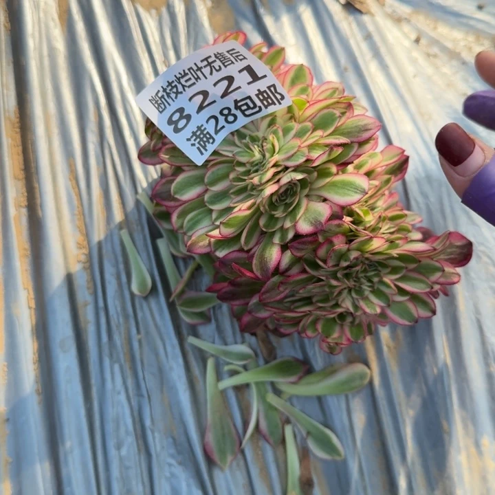 小**。8221三号棚荔枝缀E