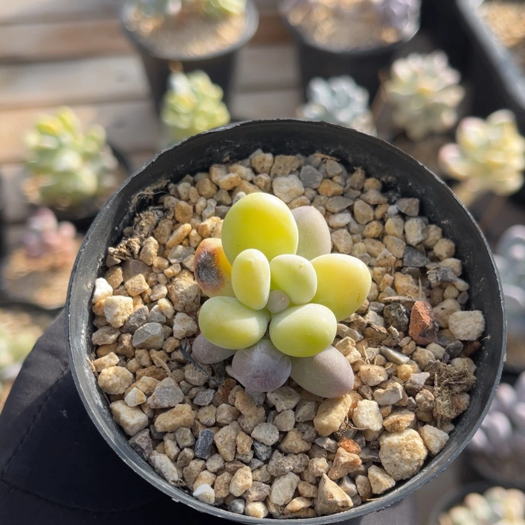 奶酪锦母本一物一拍