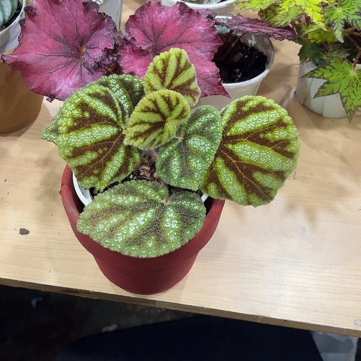 完全开放丽纹秋海棠