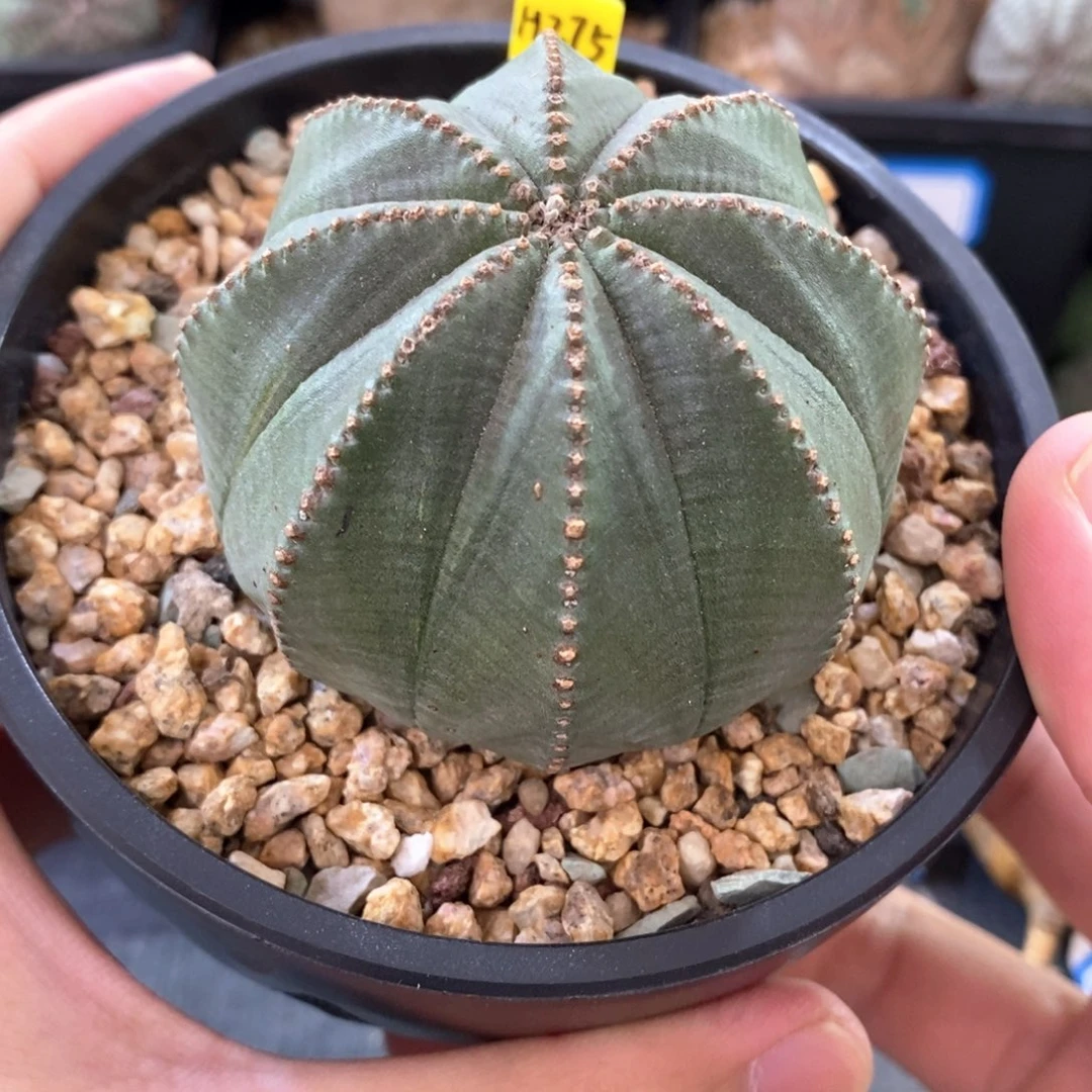 32 欧系实生布纹球多肉植物
