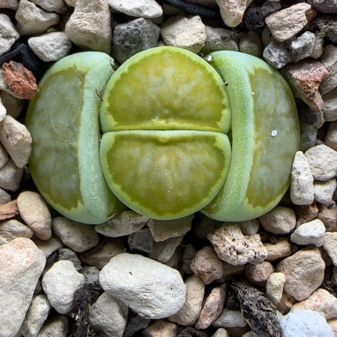 绿菊生石花大棚直播