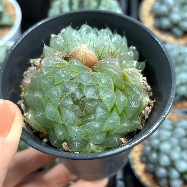 冰川玉露群多肉植物