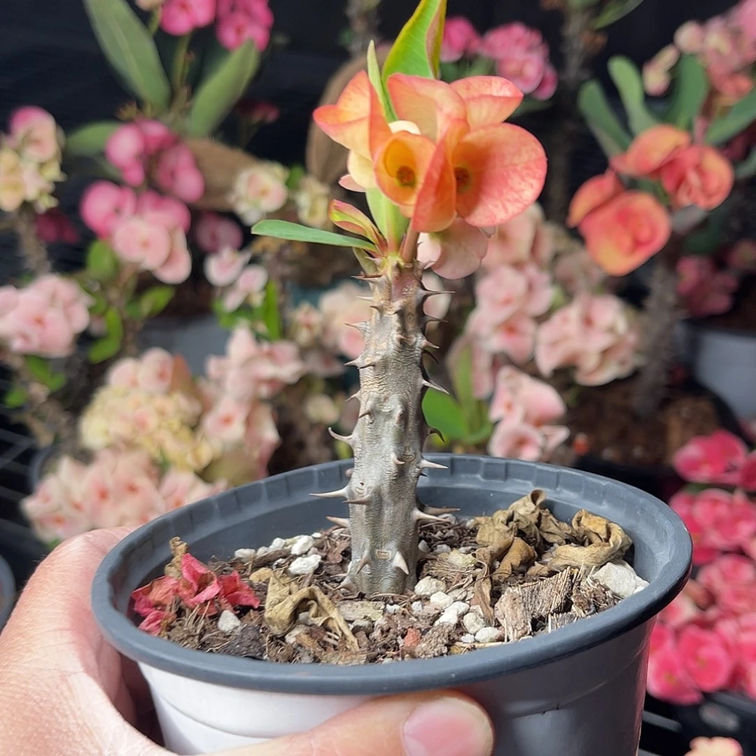 虎刺梅多肉植物虎刺梅暹罗钻石