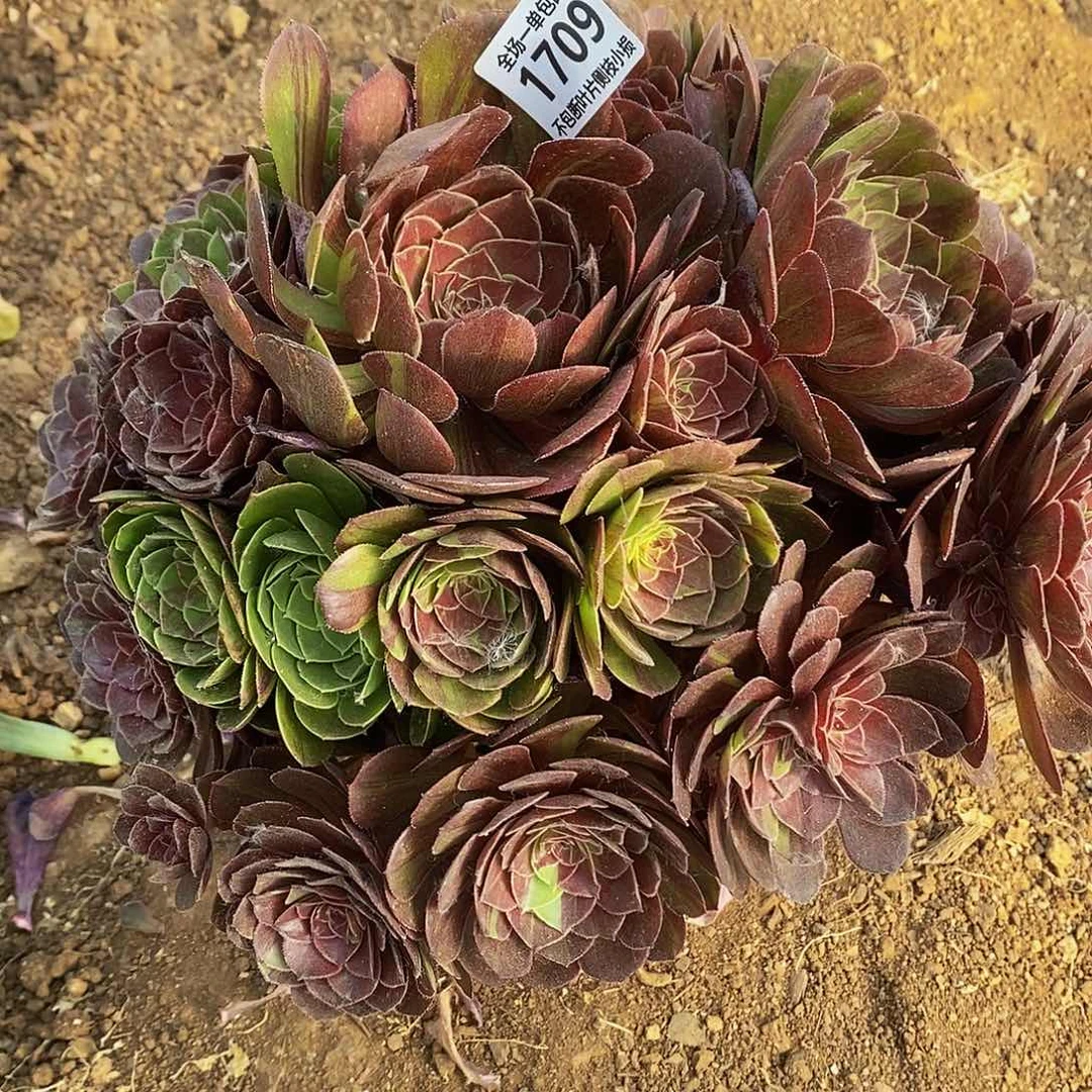 1709花月夜多肉法师锦