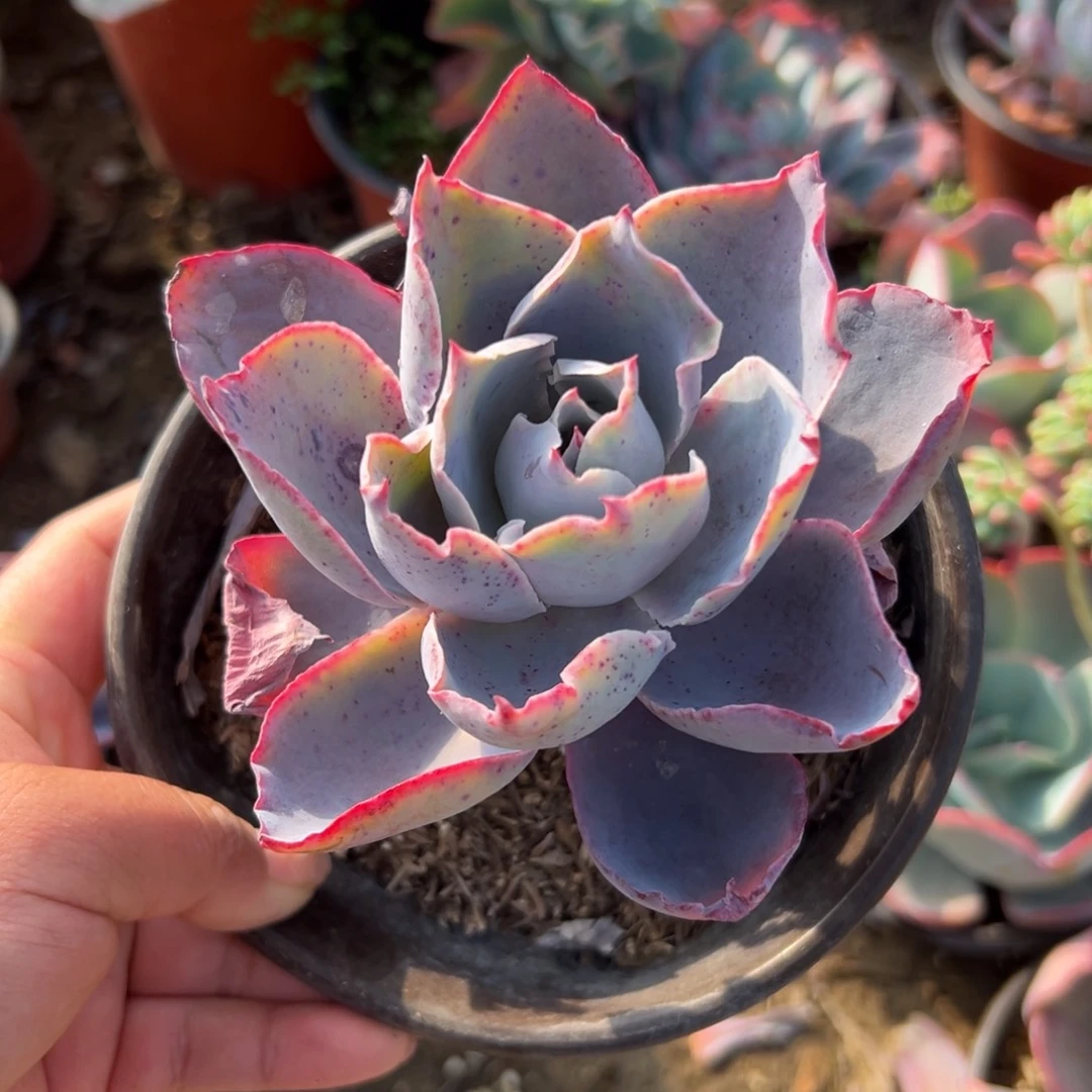 多肉植物多肉植物