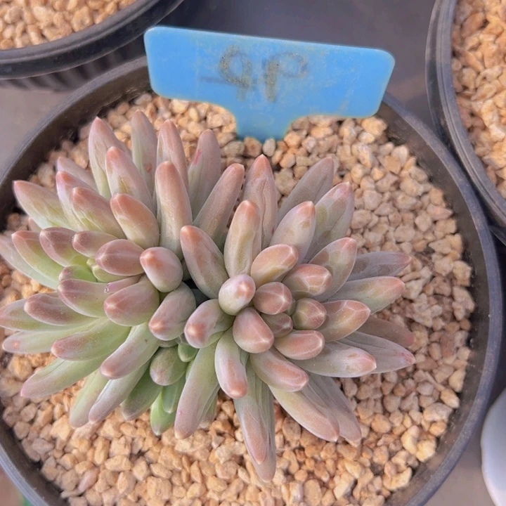 健健康康平平安安