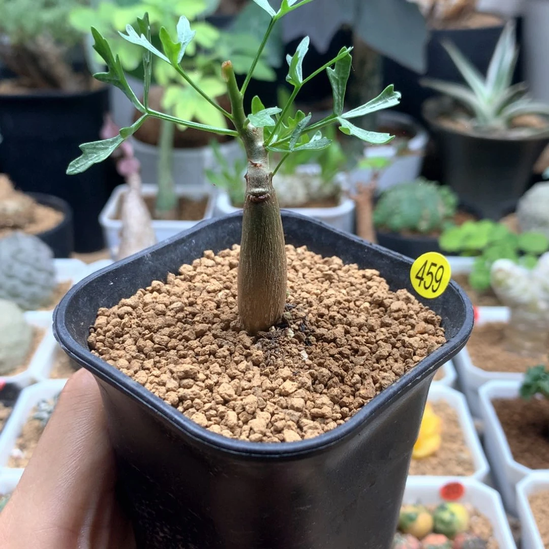 鹿角橄榄带盆459多肉