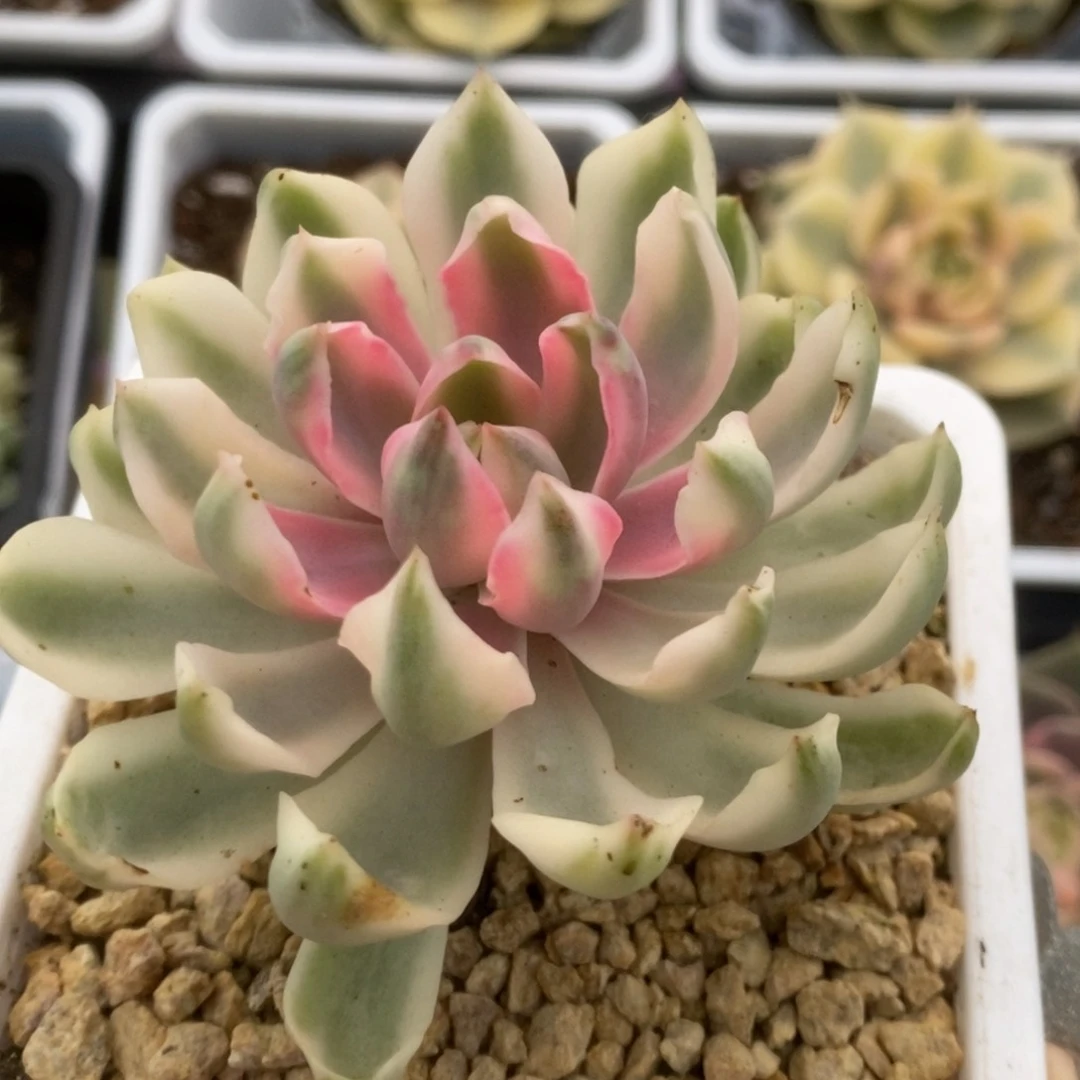 072琼斯锦锦锦锦锦锦锦
