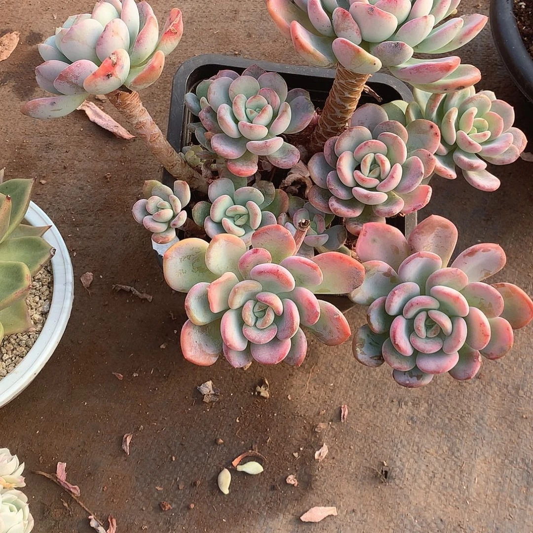 010 一物一拍多肉！