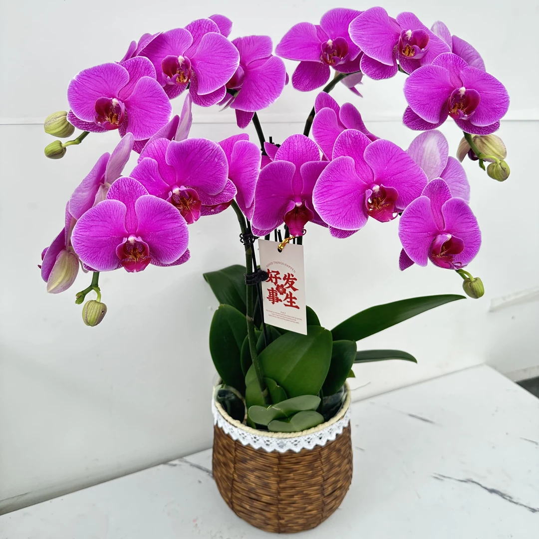 简馨优选【恭喜发财】 蝴蝶兰花 艺术摆件客厅花艺优雅造型4-4