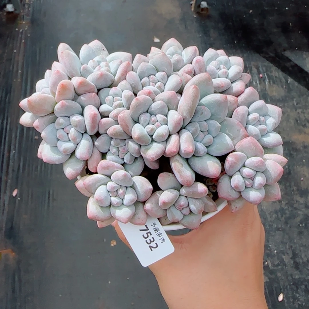 花***子小脸香水群，7532多肉植物