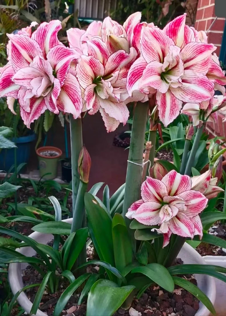 朱顶红(安吉拉)大花重瓣