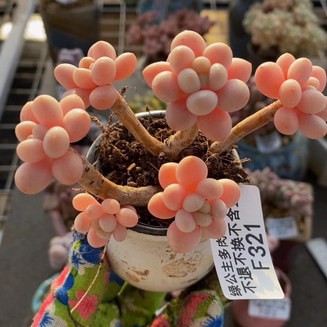 鱼子酱321/7cm多肉