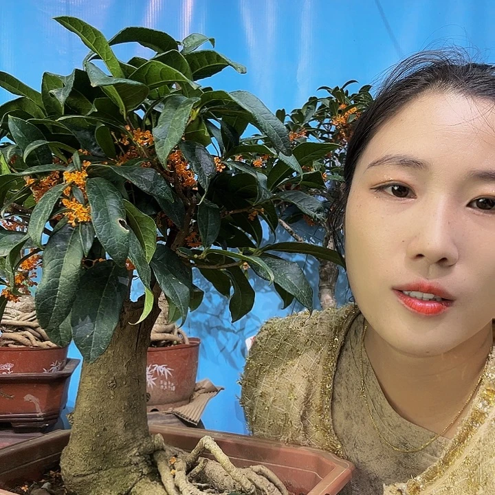 清***雨大量花朵（建议范围：8朵-15朵 或40%以上）四季丹11111