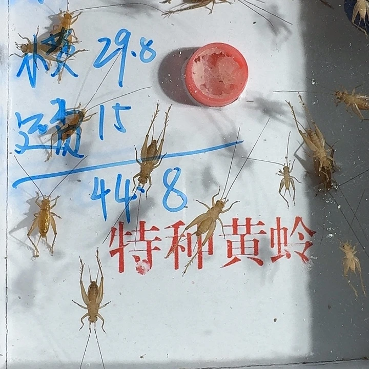 鑫***源蟋蟀1111111111111111111