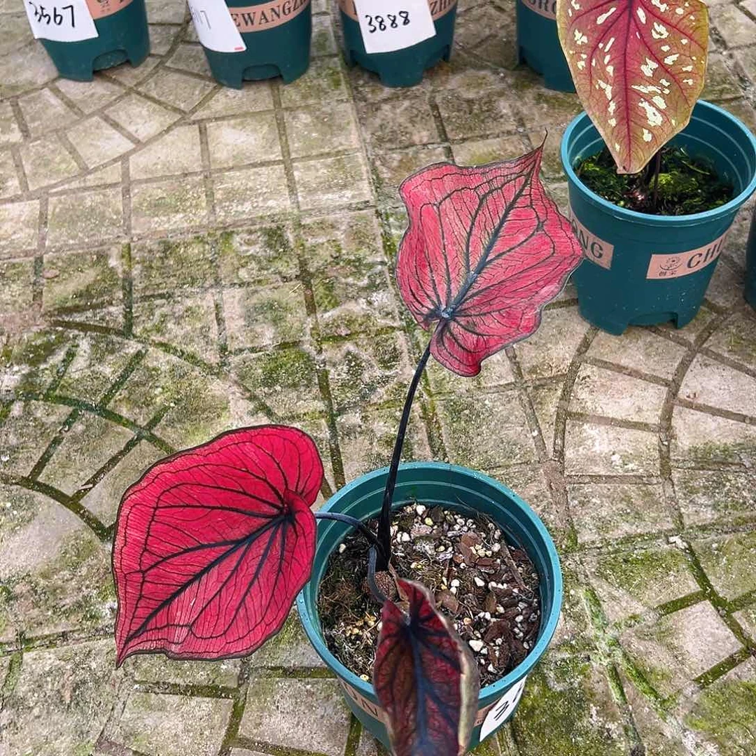 F***n完全开放一物一拍3646