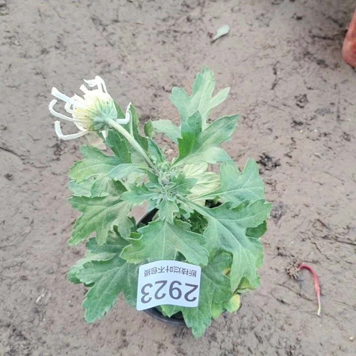 完全开放无售后土球发货老根剪花发货一物一拍2923