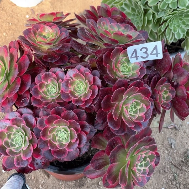 蝶**薇434多肉植物安娜