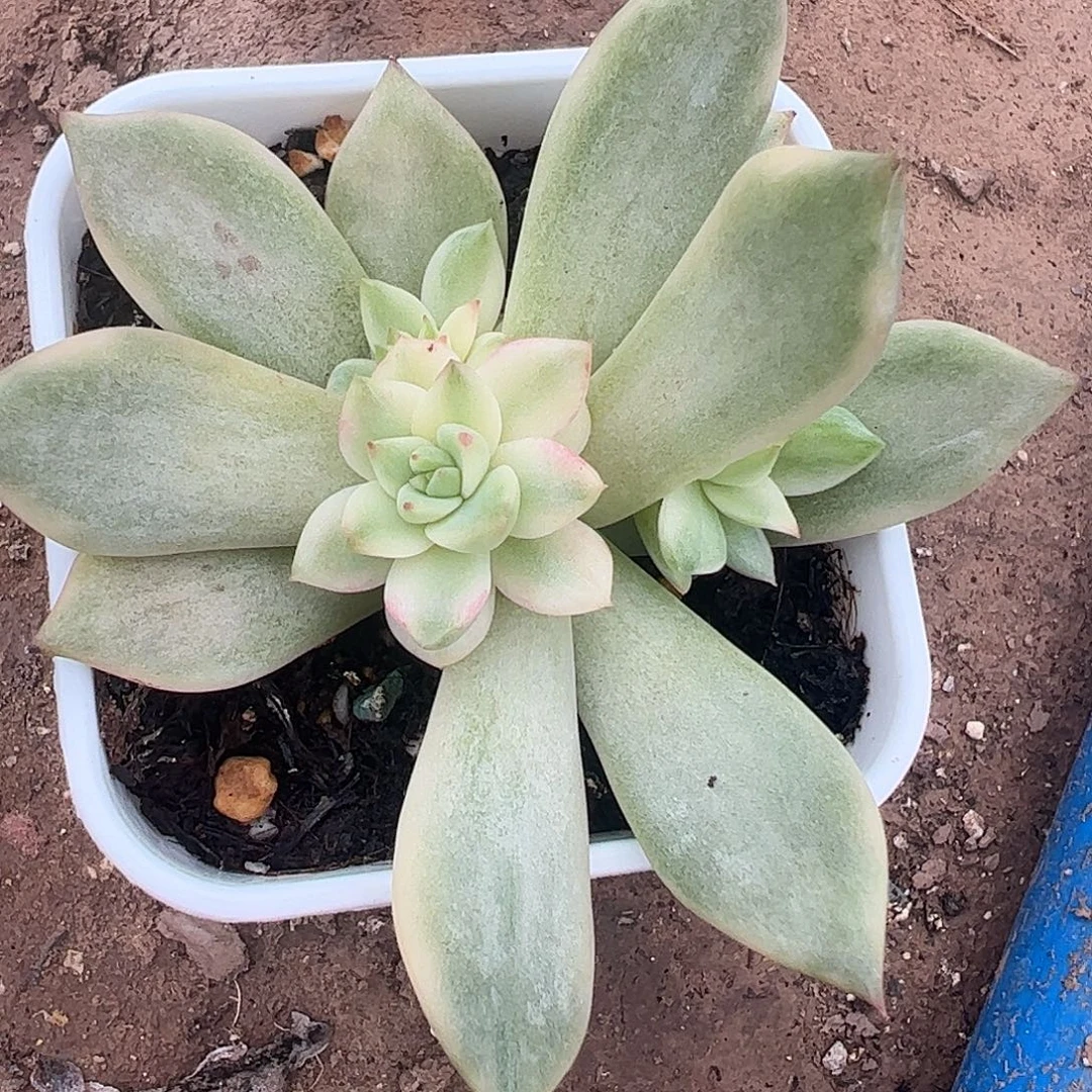 ****多肉植物多肉植物