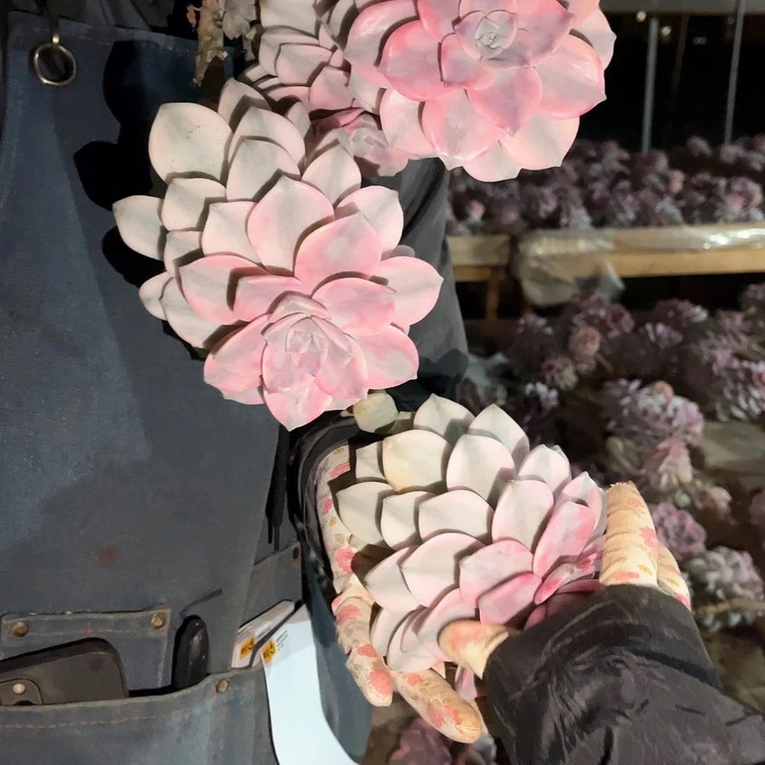 芙*花多肉植物紫乐景C132