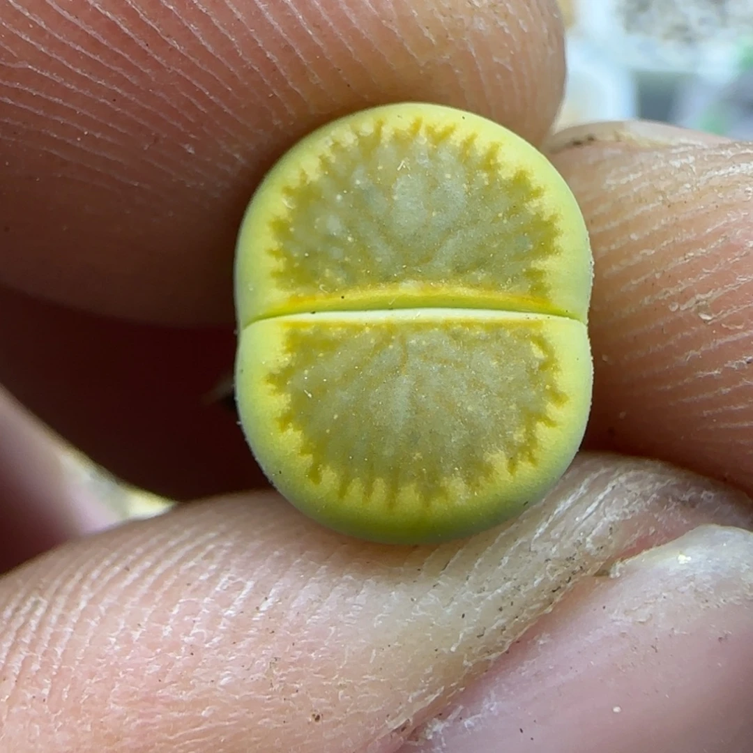 512 生石花大棚直播