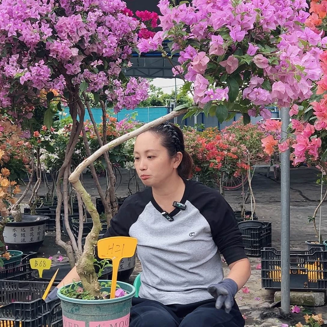 桐***叶大部分花苞少量开放H21巴西紫