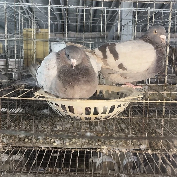 两队种鸽中国大陆