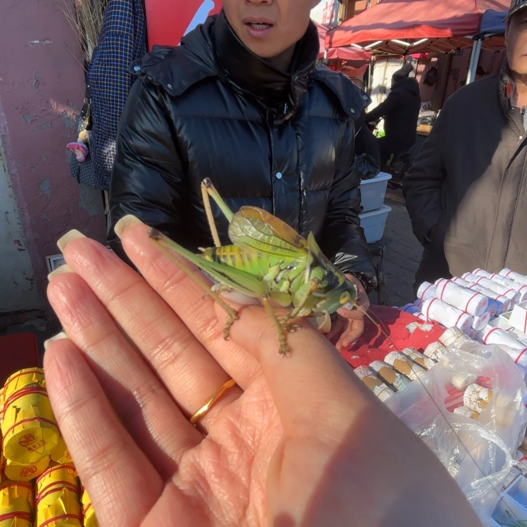 身***四蝈蝈蝈蝈福福价格