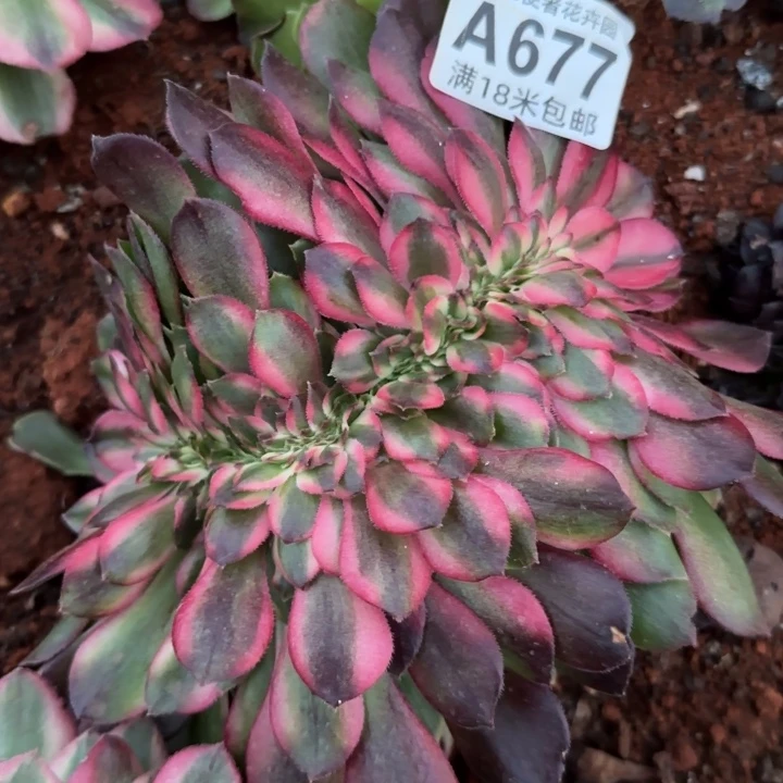 多肉法师荔枝缀化