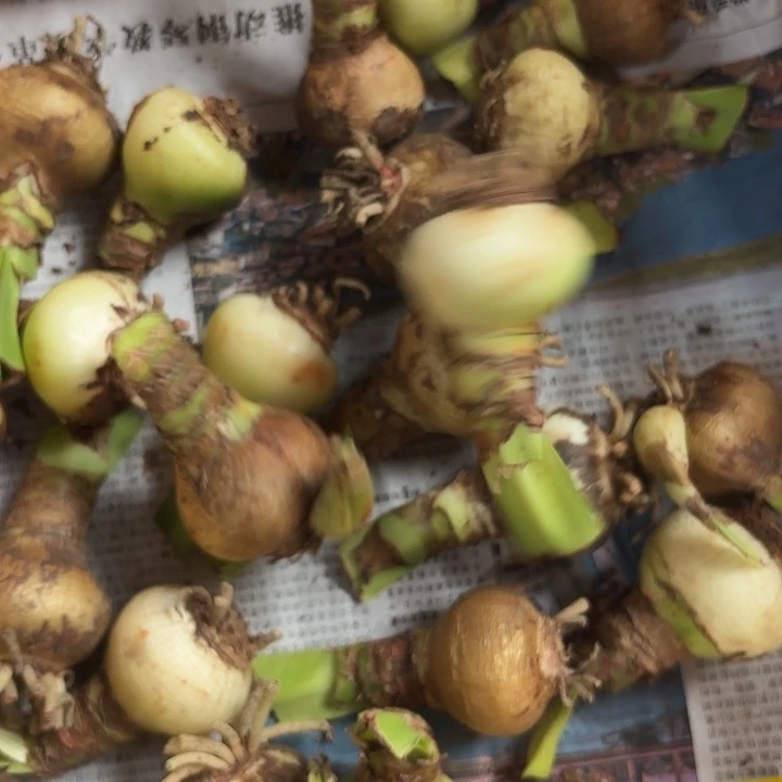 完全开放爱的选择4左右带侧芽，