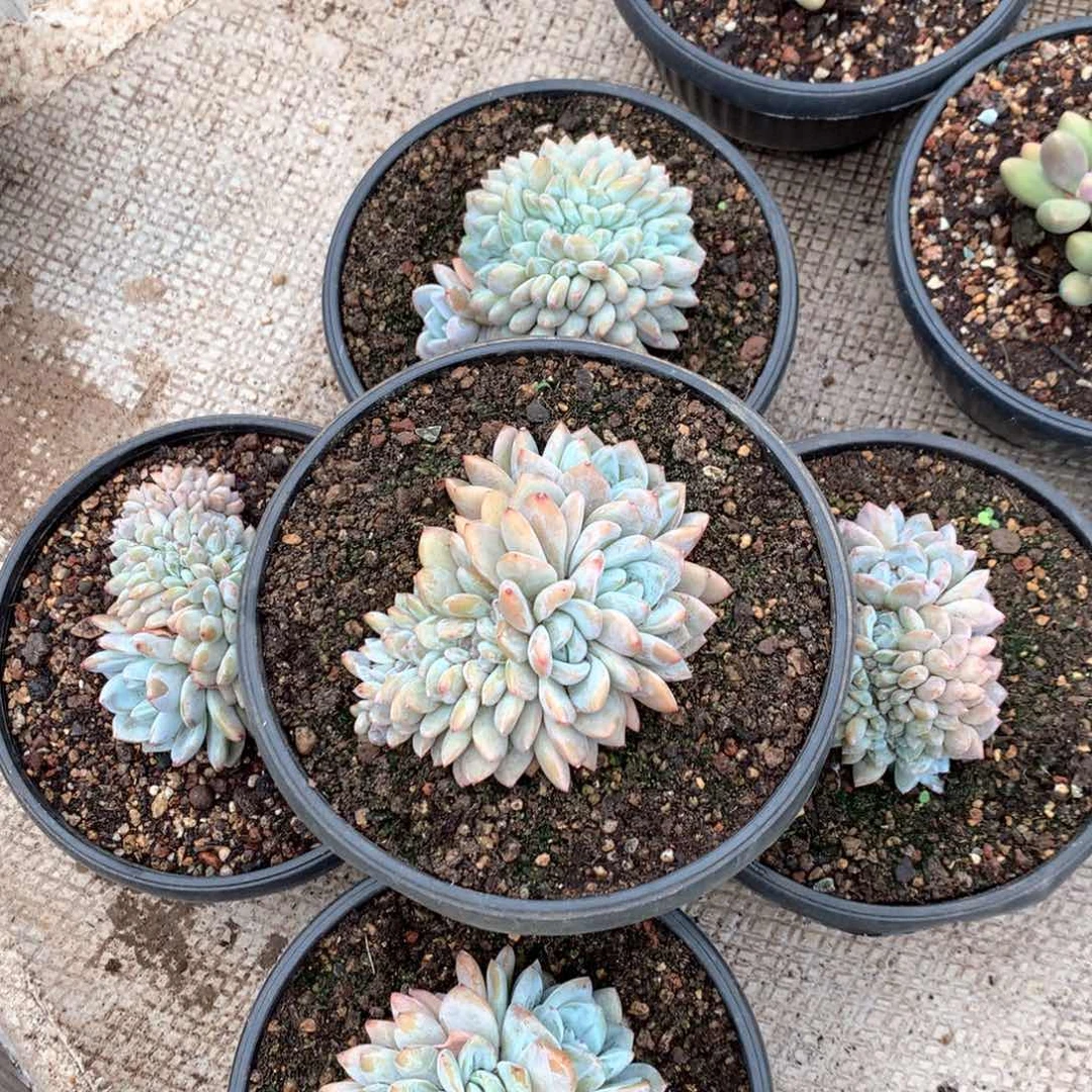 雪天使缀随机  售后范围：签收起7天内