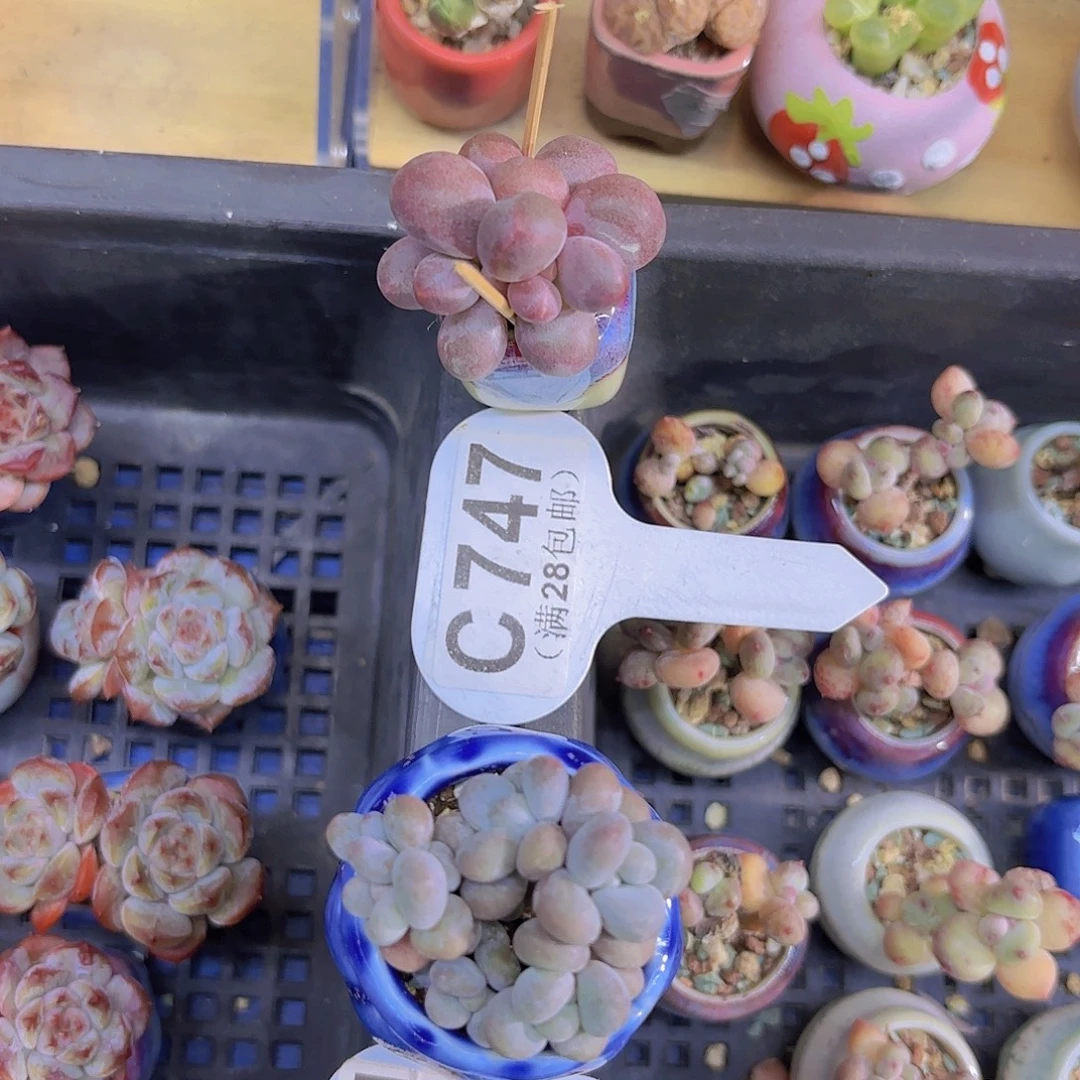 C747糖果美人一物一拍