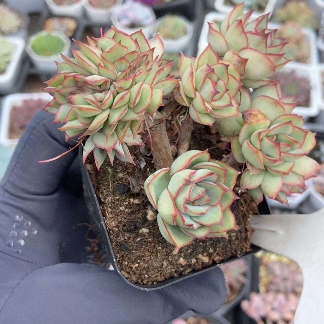 1030月光女神缀多肉植物保护