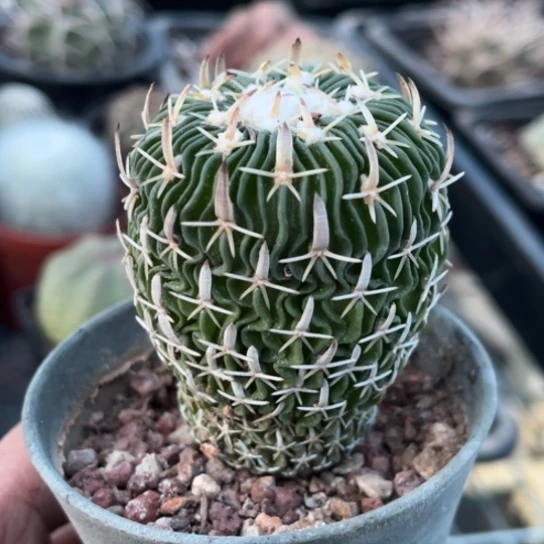 当前无花栽培后可以开花实生太刀岚