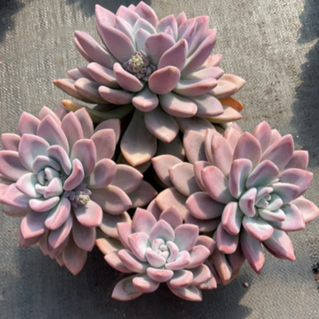 精品多肉老桩  多头奥普 【轻微断枝不售后】