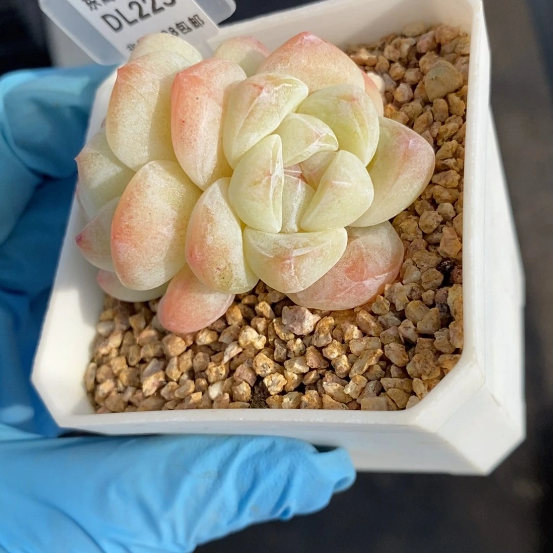 羽*223东篱下多肉植物盆栽