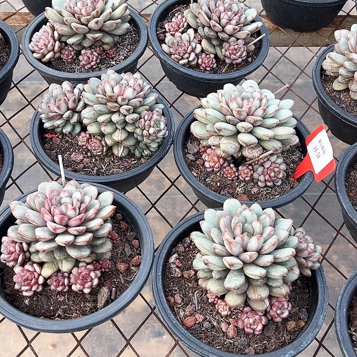 14.54葡萄一个脱土