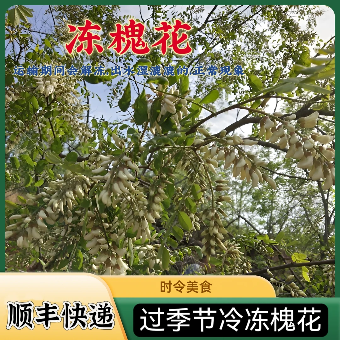 冷冻洋槐花2025年槐花天然野生槐花骨朵1斤杨槐花顺丰商用