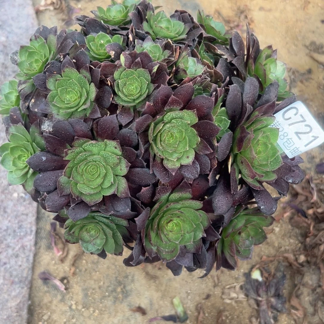 721多肉植物黑魔