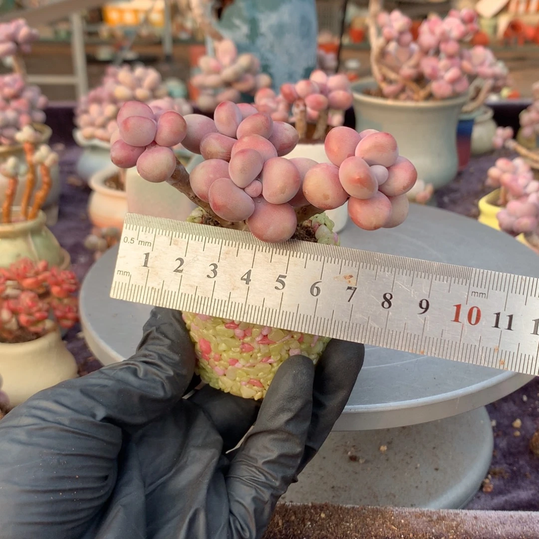 32号桃蛋带盆偏远地区不包邮的