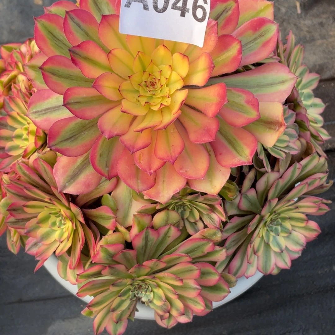 紫砂茶杯忘****?046哥哥哥哥哥哥