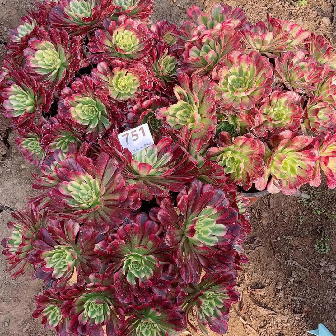 无花朵秋**拂多肉植物组合751